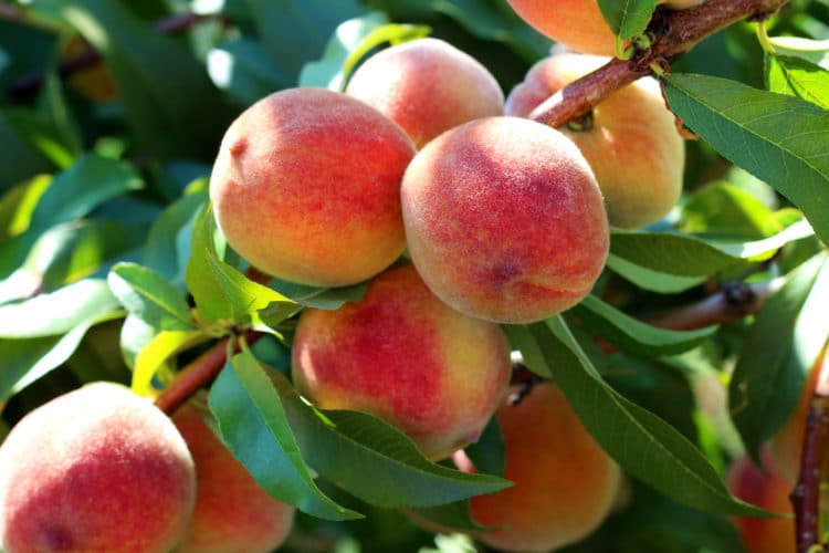PEACH FRUITS GROWING ON THE PEACH FRUIT TREE READY FOR HARVEST
