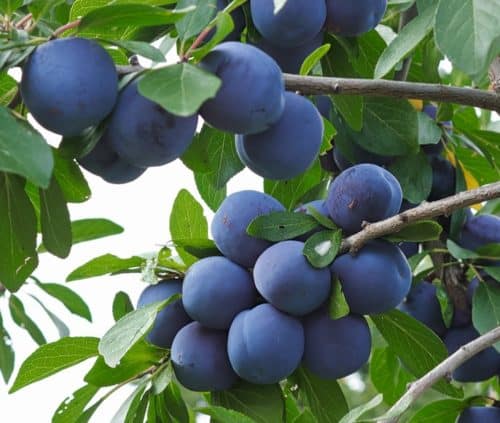 PLUM TREES FOR SALE