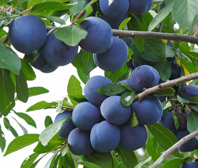 PLUM TREES FOR SALE
