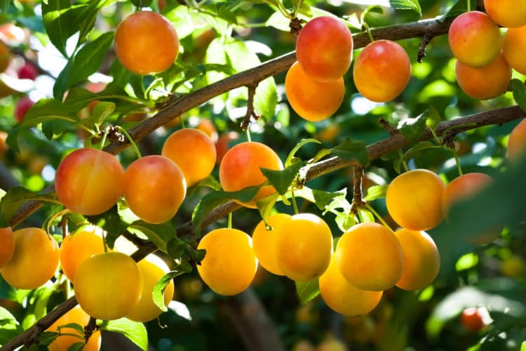 ORANGE YELLOW RIPE MIRABELLE DE NANCY PLUMS GROWING ON THE TREE