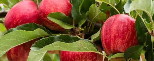 BUY GALA APPLE FRUIT TREES ONLINE FROM HOPES GROVE NURSERIES