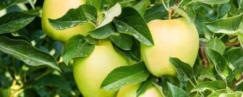 BUY GOLDEN DELICIOUS APPLE TREES ONLINE FROM HOPES GROVE NURSERIES