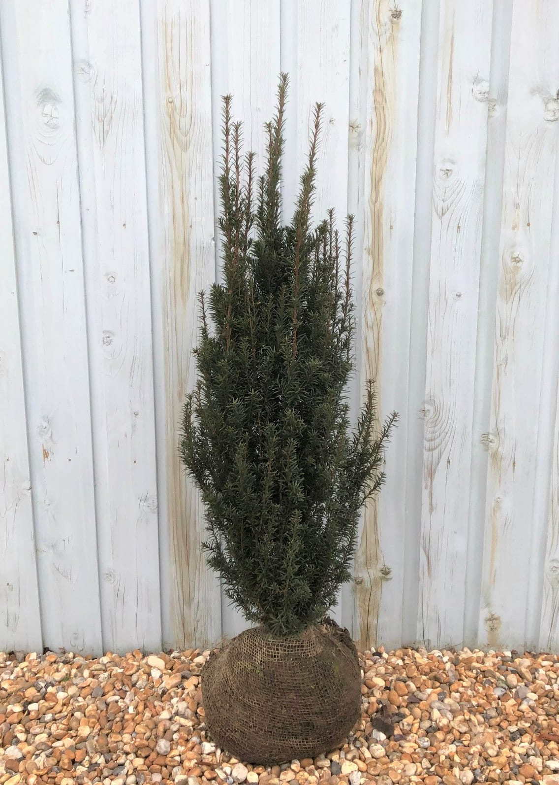 stechpalme nellie Stechpalme 'Nellie R.Stevens' / Ilex mutchagara 'Nellie R. Stevens' online  kaufen main image 0