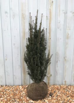 Yew Irish Rootball Hedging 100-125cm 42-48in