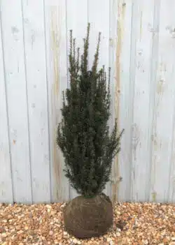 Yew Irish Rootball Hedging 100-125cm 42-48in