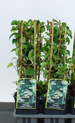 Hydrangea Climbing Potted Hedging  480-0in