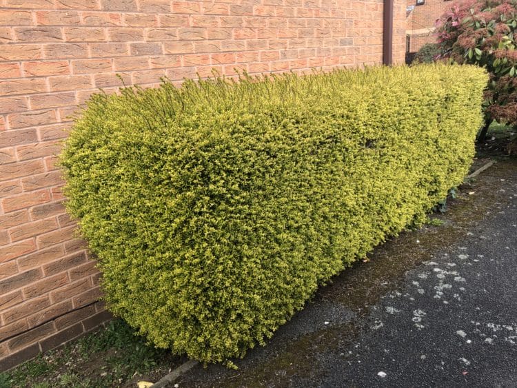 Image of Lonicera nitida Baggesen's Gold hedge