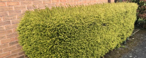 BUY LONICERA BAGGESENS GOLD HEDGING PLANTS AND SHRUBS ONLINE FROM HOPES GROVE NURSERIES
