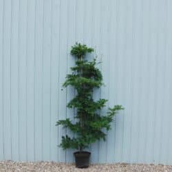 Beech Green Potted Hedging 150-175cm 60-72in