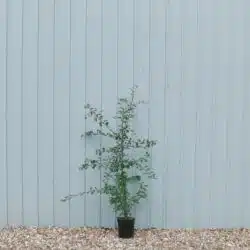 Blackthorn Potted Hedging 60-90cm 24-36in