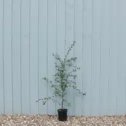 Blackthorn Potted Hedging 90-120cm 36-48in