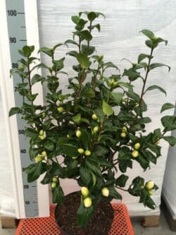 Camellia Laurie Bray Potted Camellias 100-125cm 42-48in