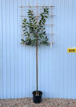 Cherry Laurel Fresh Pleached Potted Pleached Trees Wide 1440-0in