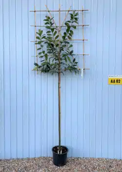 Cherry Laurel Fresh Pleached Potted Pleached Trees Wide 1440-0in
