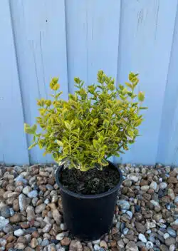 Euonymus Golden Potted Hedging 15-25cm 72-0in