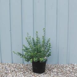 Euonymus Silver Potted Hedging 15-25cm 72-0in