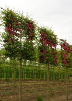 Flowering Scarlet Hawthorn Fresh Pleached Potted Pleached Trees Wide 1440-0in