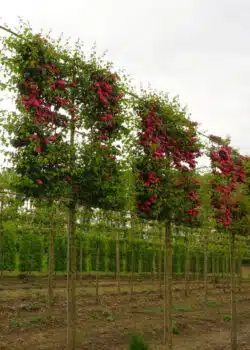 Flowering Scarlet Hawthorn Fresh Pleached Potted Pleached Trees Wide 1440-0in