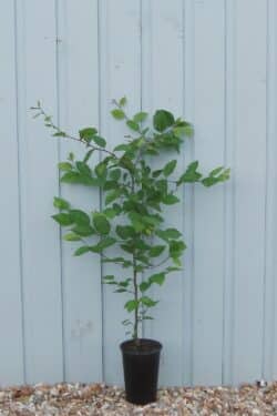 Hornbeam Potted Hedging 60-90cm 24-36in