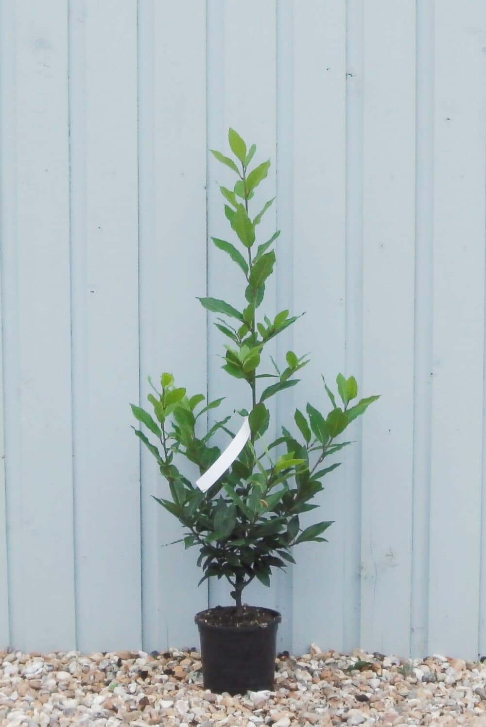 Buy Bay Laurel Hedge Plants Laurus Nobilis Hedges Bay Laurel Hedging