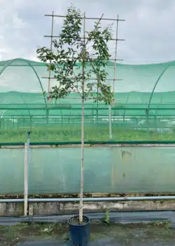 Ligustrum Japonicum Fresh Pleached Potted Pleached Trees Wide 1440-0in