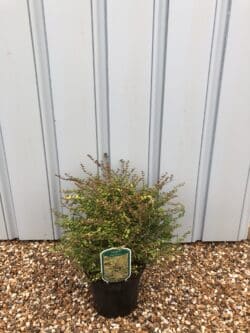 Lonicera Baggesens Gold Potted Hedging 20-40cm 96-0in