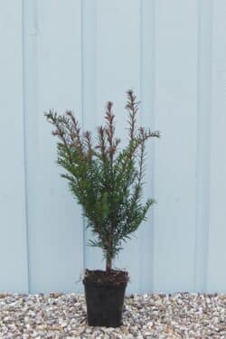 Yew English Potted Hedging 20-30cm 96-0in
