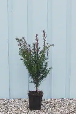 Yew English Potted Hedging 20-30cm 96-0in
