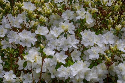MATURE AZALEA ADONIS PLANT COVERED IN WHITE FLOWERS