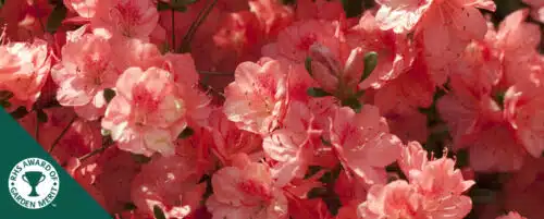 BUY EVERGREEN AZALEA BLAAUWS PINK PLANTS ONLINE FROM HOPES GROVE NURSERIES