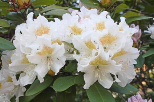 RHODODENDRON CUNNINGHAMS WHITE FLOWER DETAIL