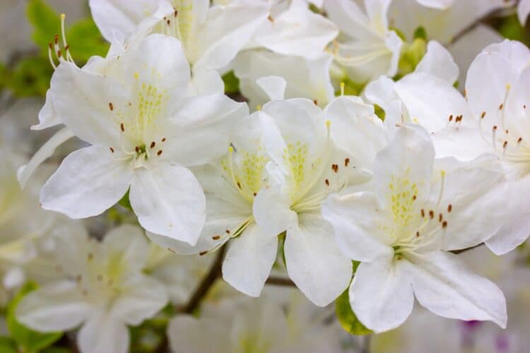 FLOWER DETAIL OF WHITE ADONIS AZALEA