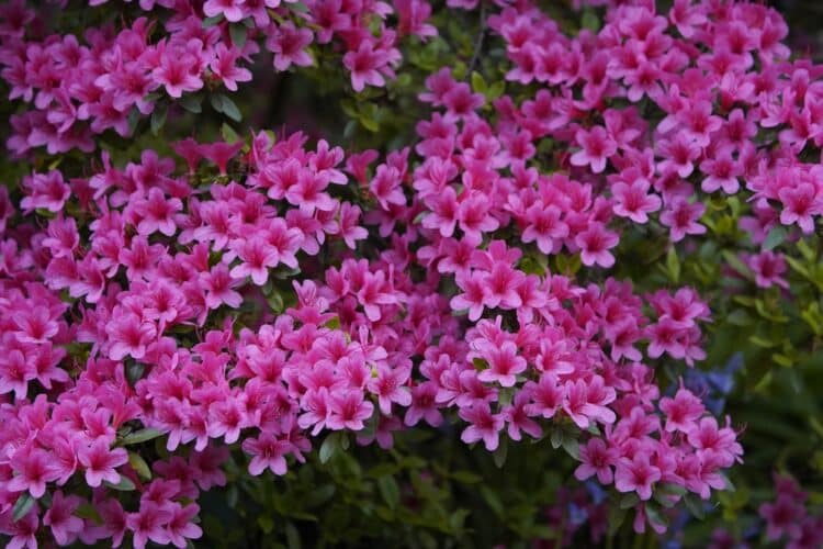 EVERGREEN AMOENA AZALEA BUSH IN FULL FLOWER