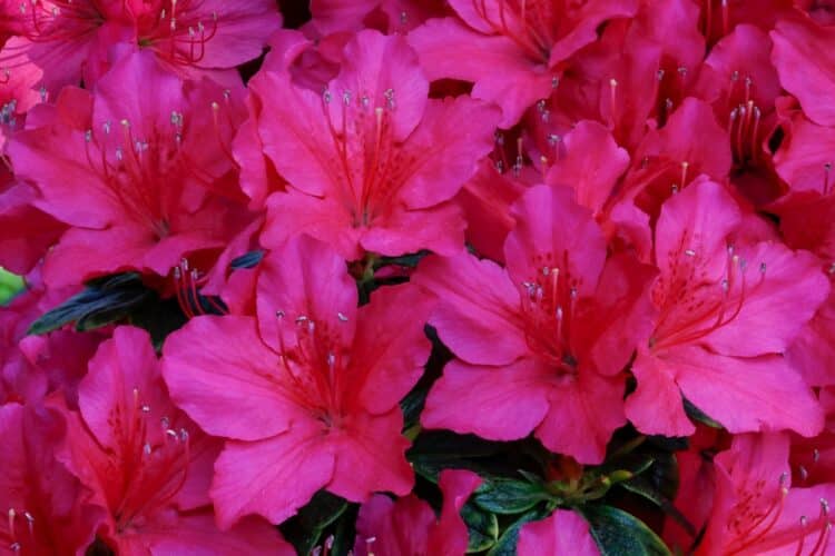 FLOWER DETAIL OF AZALEA MOTHERS DAY