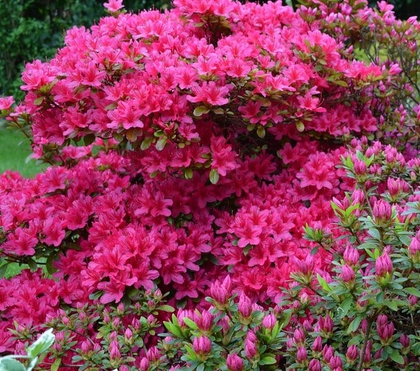 MATURE AZALEA MOTHERS DAY PLANT WITH MANY FLOWERS