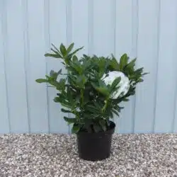 Hybrid Rhododendron Cunninghams White Potted Rhododendrons 30-40cm 144-0in