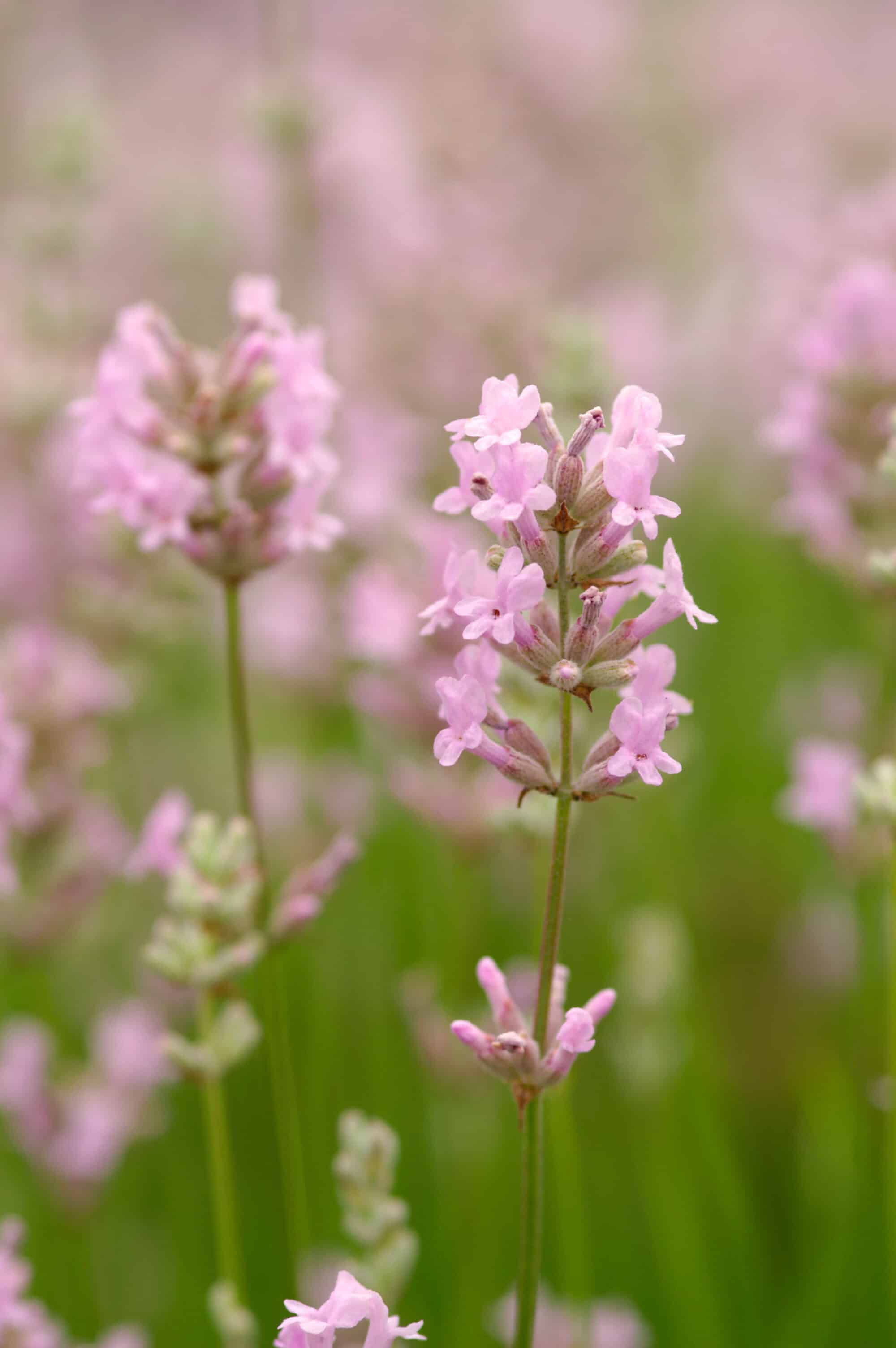 Pink Lavender Hedging - Lavandula angustifolia Rosea - HGN