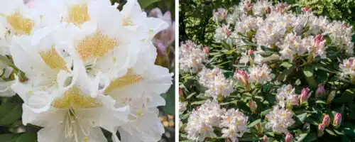 BUY RHODODENDRON CUNNINGHAMS WHITE PLANTS ONLINE FROM HOPES GROVE NURSERIES