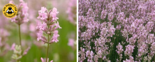 BUY PINK LAVENDER HEDGING PLANTS LAVANDULA ANGUSTIFOLIA ROSEA ONLINE FROM HOPES GROVE NURSERIES