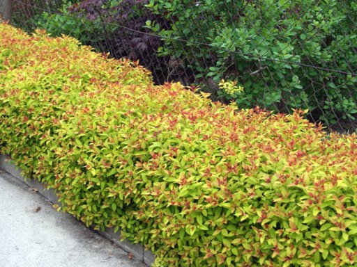 SPIRAEA JAPONICA GOLDFLAME SHRUBS GROWN AS A SMALL HEDGE