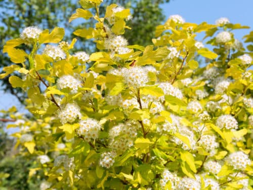 PHYSOCARPUS SHRUBS IN FLOWER