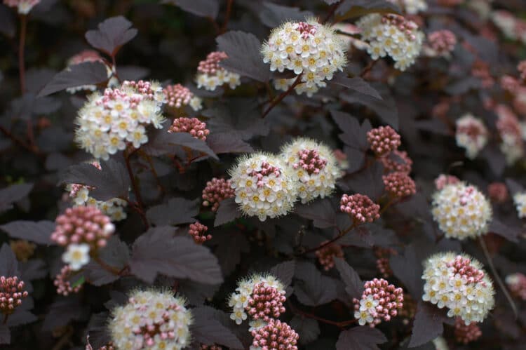 WHITE FLOWERS AND CONTRASTING FOLIAGE OF PHYSOCARPUS OPULIFOLIUS DIABOLO