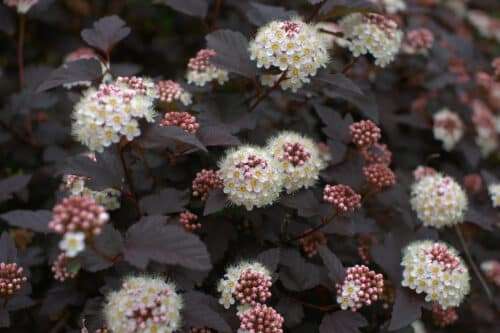 NINEBARK OR PHYSOCARPUS SHRUBS FLOWER AND FOLIAGE DETAIL