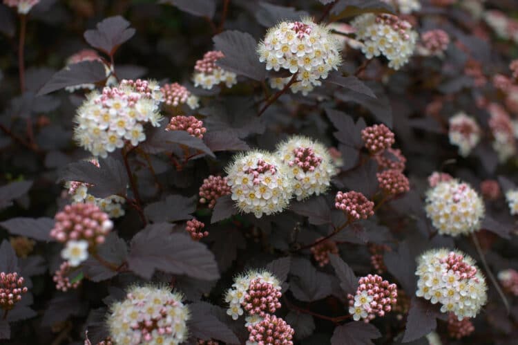 NINEBARK OR PHYSOCARPUS SHRUBS FLOWER AND FOLIAGE DETAIL
