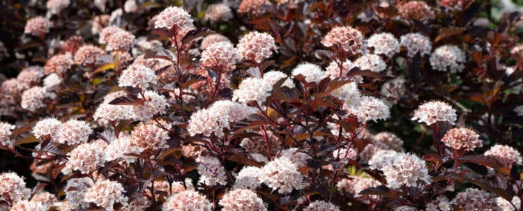 PHYSOCARPUS OPULIFOLIUS DIABOLO SHRUB FLOWER AND FOLIAGE DETAIL