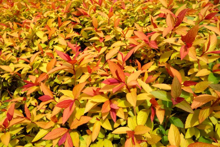 BRIGHTLY COLOURED YOUNG LEAVES OF SPIRAEA JAPONICA GOLDFLAME
