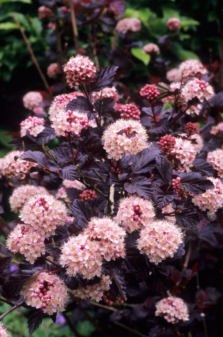 WHITE FLOWERS AND DARK MATURE FOLIAGE OF PHYSOCARPUS OPULIFOLIUS LADY IN RED