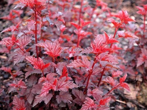 Image of Close-up of physocarpus lady in red shrub leaves