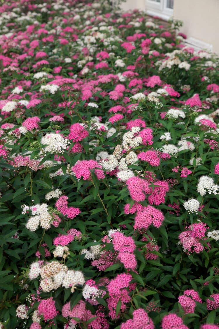 PROLIFIC PINK AND WHITE FLOWERS ARE BORNE SEPARATELY ON SPIRAEA JAPONICA SHIROBANA SHRUBS