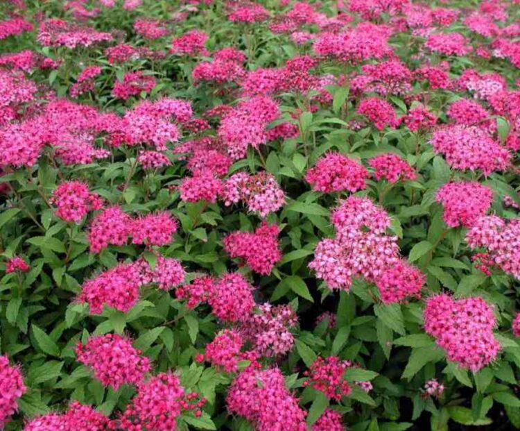 MASSES OF FLOWERS ON A GROUP OF SPIRAEA JAPONICA ANTHONY WATERER SHRUBS
